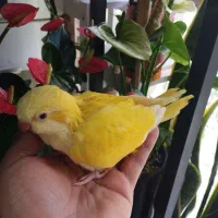جوجه راهب زرد و سانکانور طوطی خورشیدی سرلاکی