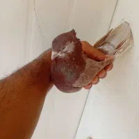 کبوترگم شده