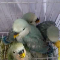 طوطی کوتوله|پرنده|سمنان, |دیوار