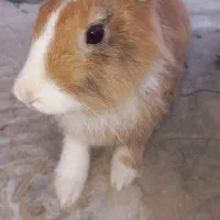 خر گوش دستی