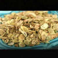 فروش عمده گلپر قالیکوه تازه