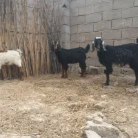 بز‌غاله|حیوانات مزرعه|گنبد کاووس, |دیوار