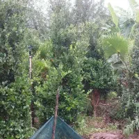 یاس هلندی زمینی|خدمات باغبانی و درختکاری|رودسر, |دیوار