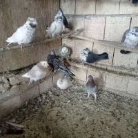 کبوتر پرشی همه خالی|پرنده|قم, سرحوض|دیوار