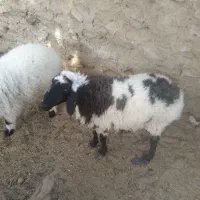 ی عدد گوسفندماده چاق چله ب فروش میرسد