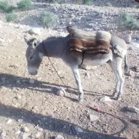 فروش یک عدد الاغ