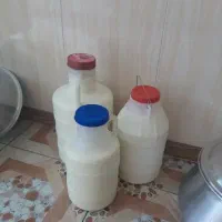 شیر گوسفندی