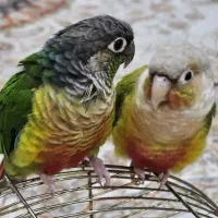یک جفت گرینچیک با قفس و وسایل