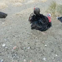 بوقلمون