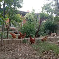 مرغ تخمگذار یک ساله