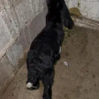 کره ماده|حیوانات مزرعه|بهبهان, |دیوار