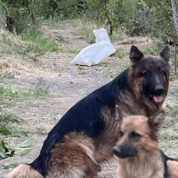 سگ ژرمن شپرد کینگ