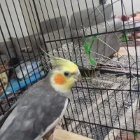 گمشده|پرنده|بهبهان, |دیوار