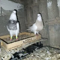 طوق شکلاتی و آجری