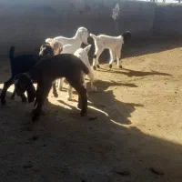 بره وبزغاله شیری