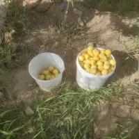 باغ-فروشی