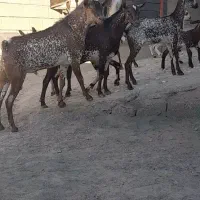 نری نقشی یکسال ونیم|حیوانات مزرعه|بندرعباس, |دیوار