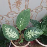 گل دیفن باخیا