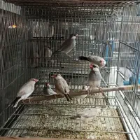 فنچ نرگسی شکلاتی سیلور