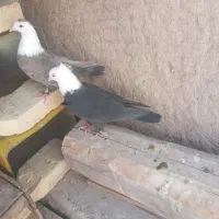 کبوتر سرمخمل