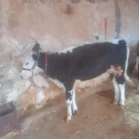 تلیسه سیمینتال
