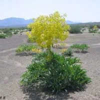 فروش عرقیجات گیاهی