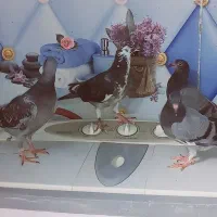 کبوتر|پرنده|باوی, |دیوار