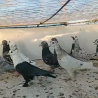 22نرگلچین جداشده ازدسته بافیلم پرش دانه 850مقطوع