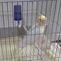 عروس هلندی نر