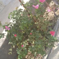 ویلا۱۱۰۰متری|فروش خانه و ویلا|تنکمان, |دیوار