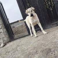 واگذاری سگ عراقی|سگ|اسکو, |دیوار