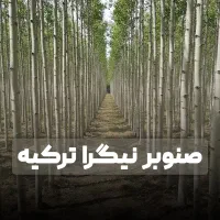فروش نهال صنوبر با سودهی میلیاردی