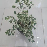 پیناتوم،پتوس برگ پهن،،سروپژیا