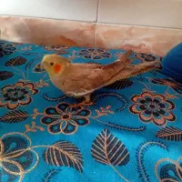 عروس هلندی(لیمو،فندوق)|پرنده|ساوه, |دیوار