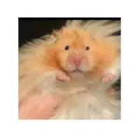 همستر پشمالو|موش و خرگوش|مشهد, امام خمینی|دیوار