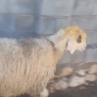 میش|حیوانات مزرعه|شیراز, زرهی|دیوار