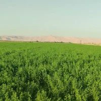 یونجه خشک