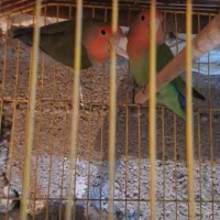 طوطی برزیلی