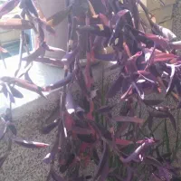 تعدادی گلدان زیبا فقط دانه ای ۶۰هزارتومان|گل و گیاه طبیعی|سمنان, |دیوار