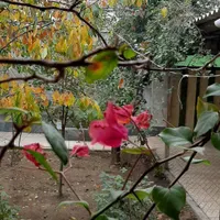 فروش خانه ویلایی در خ فهمیده کوچه فرهنگ۳|فروش خانه و ویلا|مرند, |دیوار