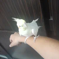 عروس هلندی کاملن دستی و سخنگو|پرنده|باقرشهر, |دیوار