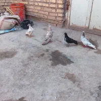 کبوتر