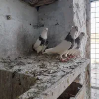 طوقی|پرنده|مسجد سلیمان, |دیوار