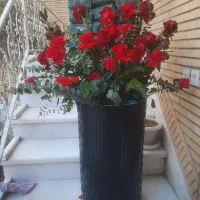 پایه گل رز طبیعی