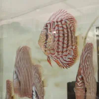 دیسکس سالن