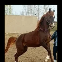 اسب نریون ۳ سال