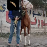 اسب نر