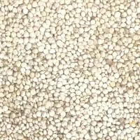 فروش ذرت سفید دانه درشت