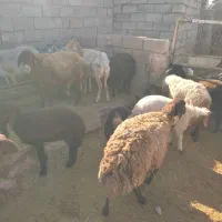 گوسفند