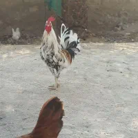 15عدد تخم مرغ برای جوجه کشی موجود دارم